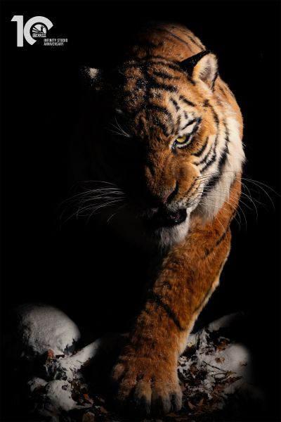 东北虎 1/1博物馆级复制品