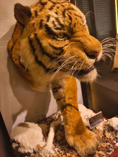 东北虎 1/1博物馆级复制品