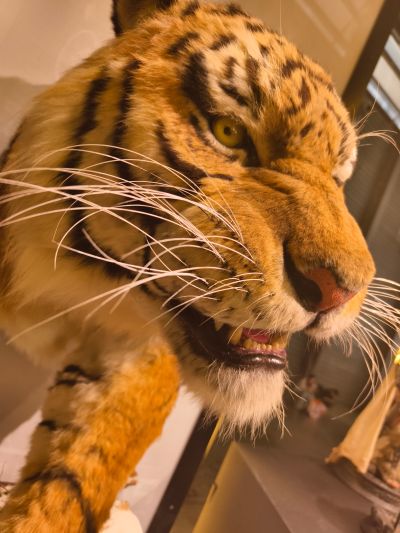 东北虎 1/1博物馆级复制品