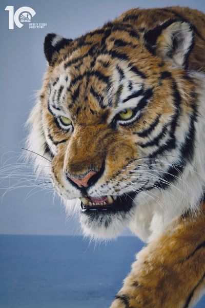 东北虎 1/1博物馆级复制品