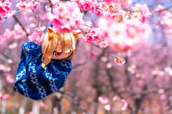 狼与香辛料 merchant meets the wise wolf 大尺寸40公分毛绒玩偶 赫萝