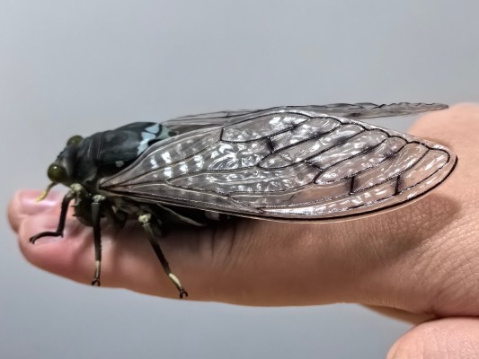 进化生物大图鉴 蝉01 展示架套装