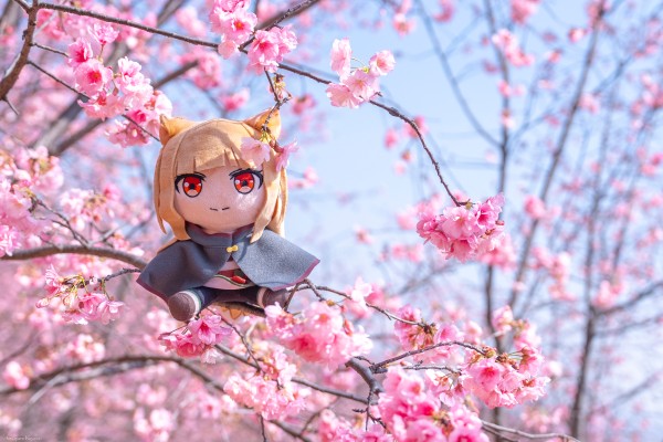 狼与香辛料 merchant meets the wise wolf 大尺寸40公分毛绒玩偶 赫萝