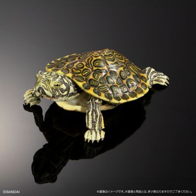 进化生物大图鉴 龟02 附带磁铁的石头形展示架套装