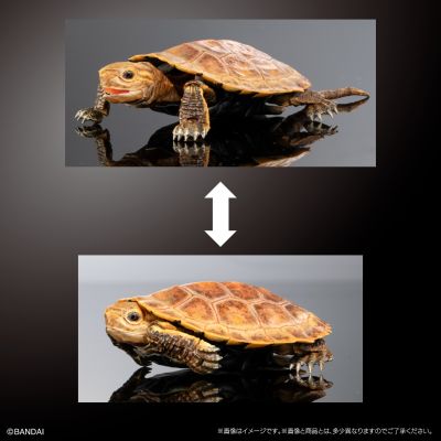 进化生物大图鉴 龟02 附带磁铁的石头形展示架套装