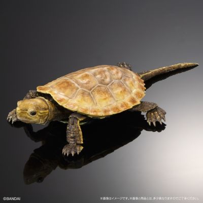 进化生物大图鉴 龟02 附带磁铁的石头形展示架套装