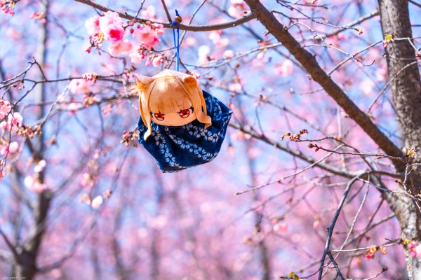 狼与香辛料 merchant meets the wise wolf 大尺寸40公分毛绒玩偶 赫萝