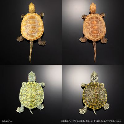 进化生物大图鉴 龟02 附带磁铁的石头形展示架套装