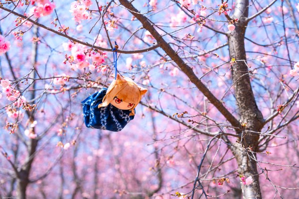 狼与香辛料 merchant meets the wise wolf 大尺寸40公分毛绒玩偶 赫萝