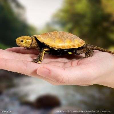 进化生物大图鉴 龟02 附带磁铁的石头形展示架套装