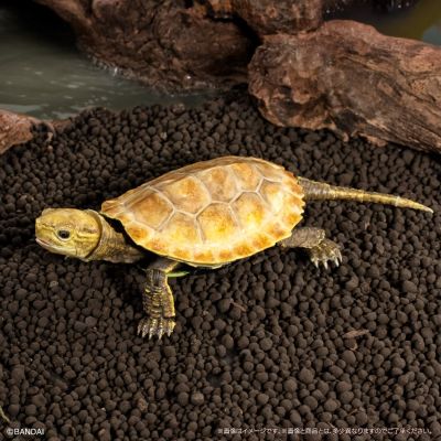 进化生物大图鉴 龟02 附带磁铁的石头形展示架套装