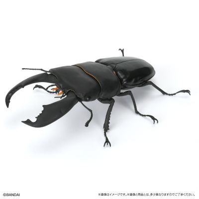 生物大图鉴 锹甲10 树皮底座（小号）套装