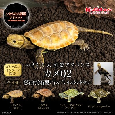 进化生物大图鉴 龟02 附带磁铁的石头形展示架套装