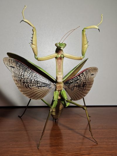 进化生物大图鉴 枯叶螳螂 与 中华剑角蝗 展示架套装