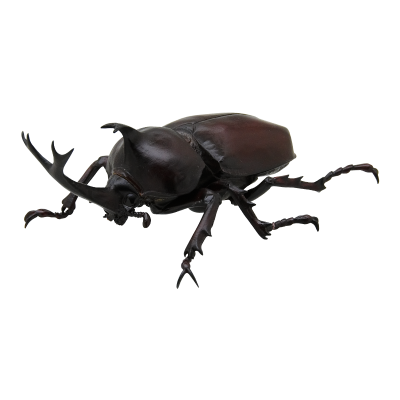 日本自然 日本的生物2