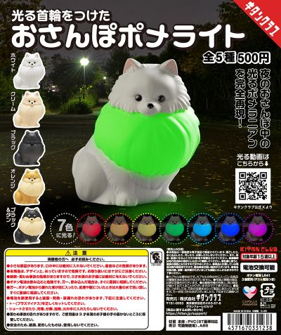 佩戴闪亮项圈 漫步的星光博美