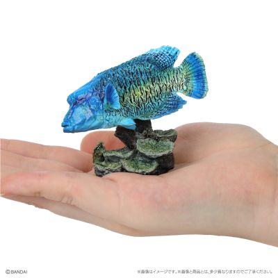 生物大图鉴迷你收藏系列 栖息在珊瑚礁的生物