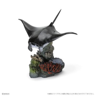 生物大图鉴迷你收藏系列 栖息在珊瑚礁的生物