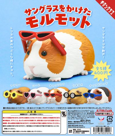 戴着太阳镜的荷兰猪