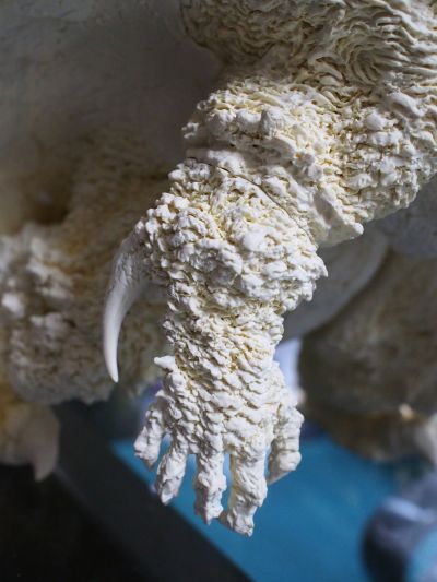 幻之究极造型 CCP×大山龙 加美拉3 加美拉（1999）专业手工模型套件（Garage Kit）