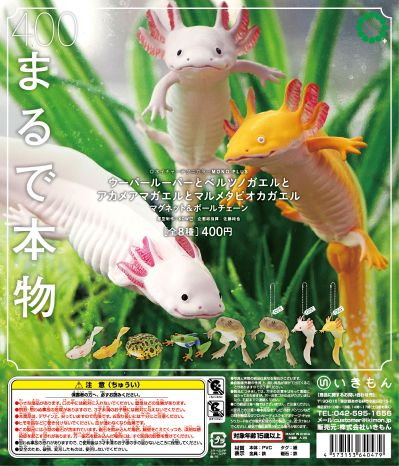 NTC MONO+ 六角恐龙与角蛙与红眼树蛙与番茄蛙 挂链&磁铁