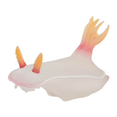 NTC MONO+ 海蛞蝓造型磁铁吸