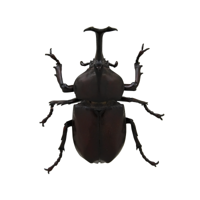 日本自然 日本的生物2