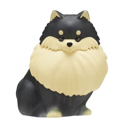 佩戴闪亮项圈 漫步的星光博美