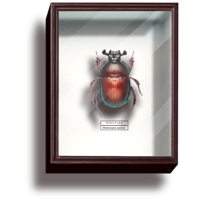 STC德国盒磁铁系列4