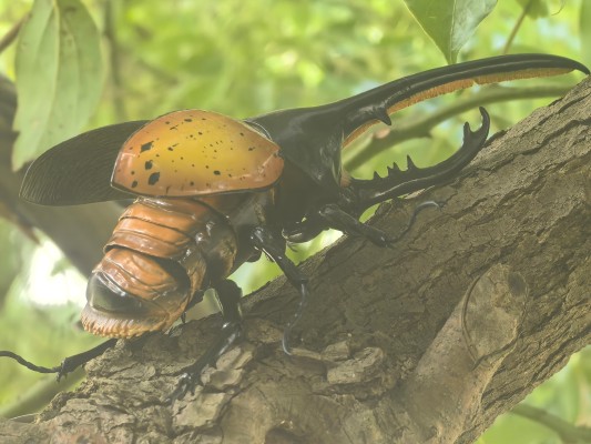 进化生物大图鉴 枯叶螳螂 与 中华剑角蝗 展示架套装
