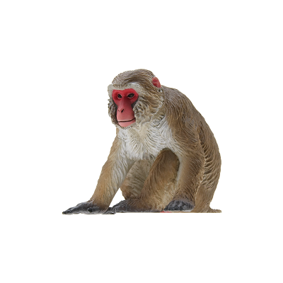 日本自然 日本的生物1