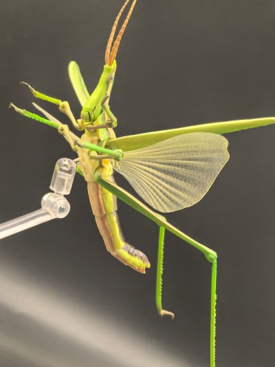 进化生物大图鉴 枯叶螳螂 与 中华剑角蝗 展示架套装