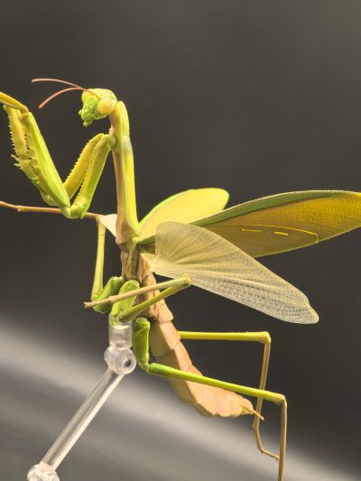 进化生物大图鉴 枯叶螳螂 与 中华剑角蝗 展示架套装