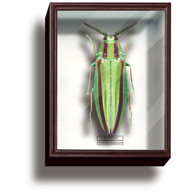 STC德国盒磁铁系列4