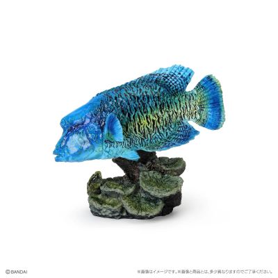 生物大图鉴迷你收藏系列 栖息在珊瑚礁的生物