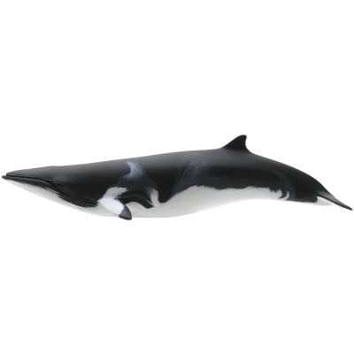 日本自然 日本的生物1