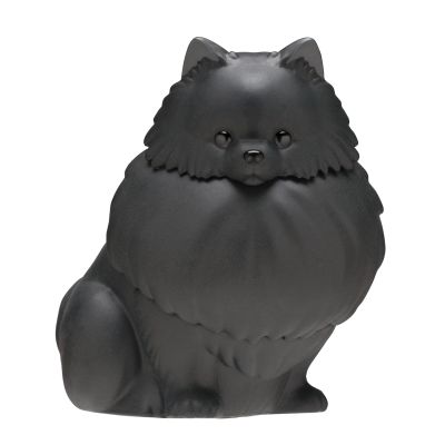 佩戴闪亮项圈 漫步的星光博美