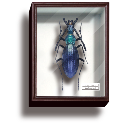 STC德国盒磁铁系列4