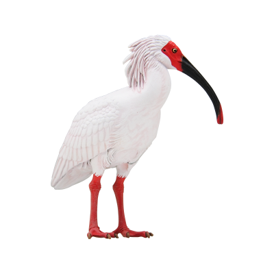 日本自然 日本的生物2