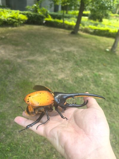 进化生物大图鉴 枯叶螳螂 与 中华剑角蝗 展示架套装