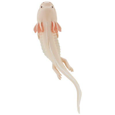 NTC MONO+ 六角恐龙与角蛙与红眼树蛙与番茄蛙 挂链&磁铁