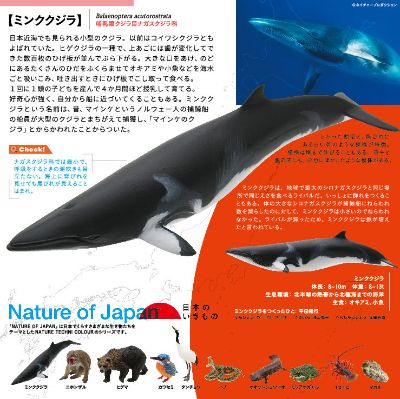 日本自然 日本的生物1