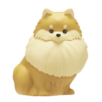 佩戴闪亮项圈 漫步的星光博美