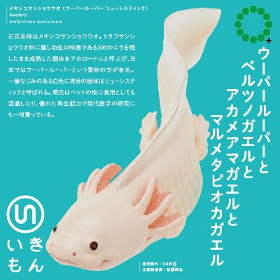 NTC MONO+ 六角恐龙与角蛙与红眼树蛙与番茄蛙 挂链&磁铁