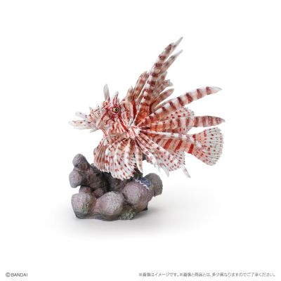 生物大图鉴迷你收藏系列 栖息在珊瑚礁的生物