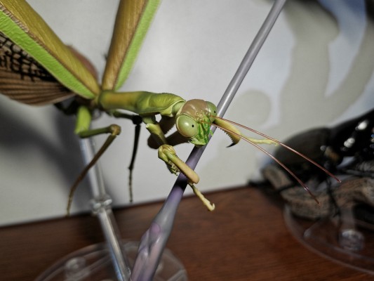 进化生物大图鉴 枯叶螳螂 与 中华剑角蝗 展示架套装