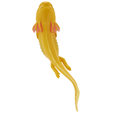 NTC MONO+ 六角恐龙与角蛙与红眼树蛙与番茄蛙 挂链&磁铁