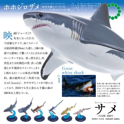 自然科技色彩-400 鲨鱼