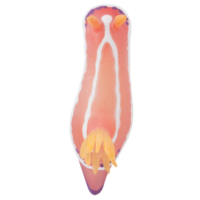 NTC MONO+ 海蛞蝓造型磁铁吸