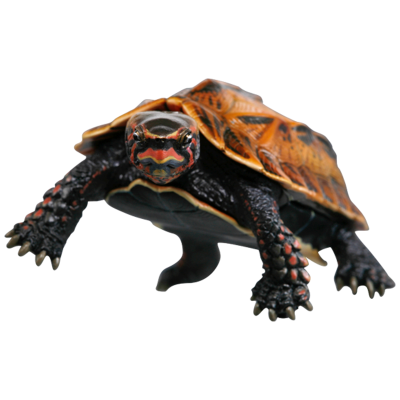 NTC 日本海龟 特装版